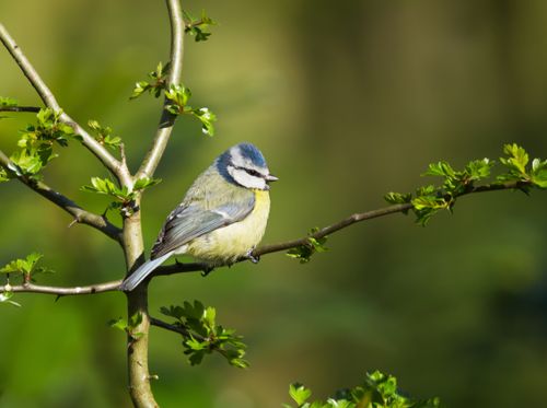 Free A blue tit bird is perched on a vibrant green branch during the day in nature. Stock Photo