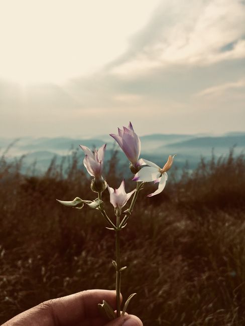 A hand holds wildflowers with mountains under a cloudy sky, creating a serene outdoor scene.