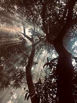 阳光透过茂密的树冠，被过滤得光影斑驳，营造出神秘的森林氛围