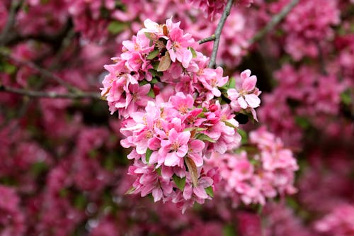 Close up of Cherry Blossoms