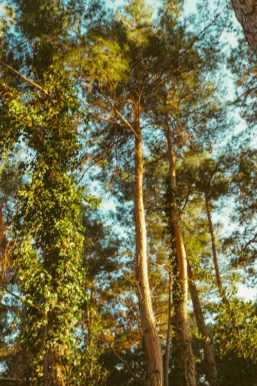 Ilmainen kuvapankkikuva tunnisteilla kuva alakulmasta, luonto, metsä