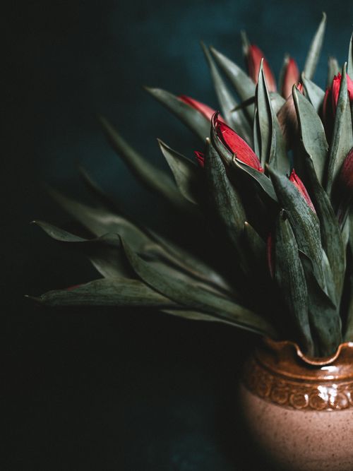 Free Dramatic arrangement of red tulips in ceramic vase on dark background, capturing elegance. Stock Photo