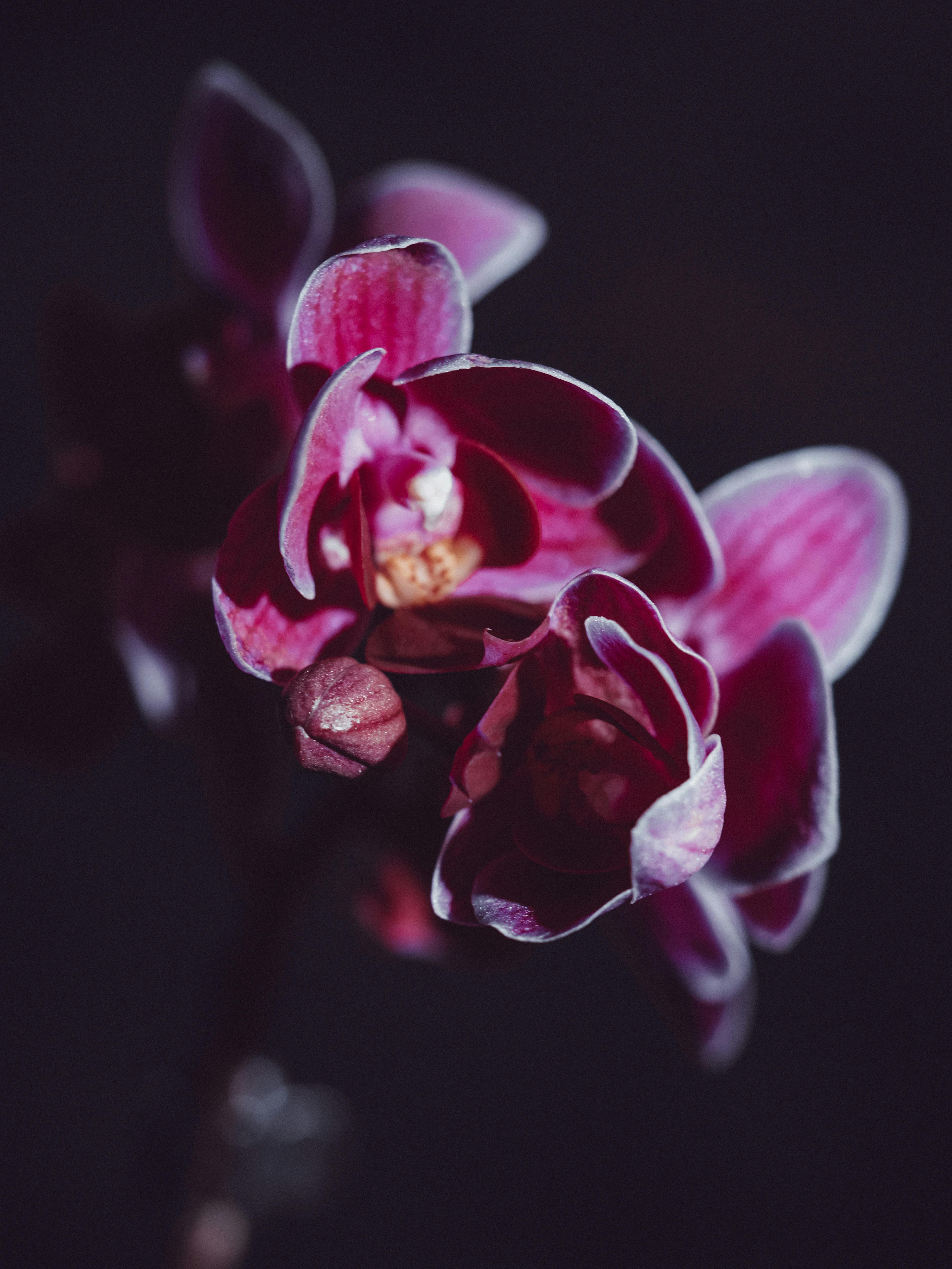 Orchid Wallpaper Download  MobCup