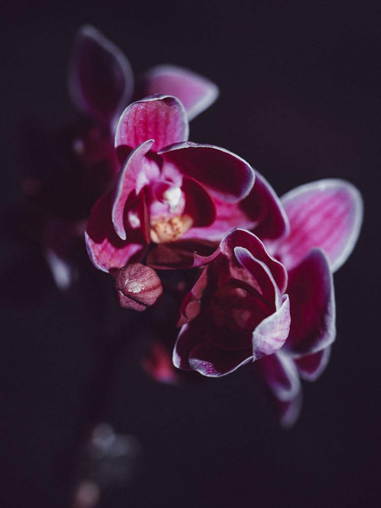 Close-up Of Orchid Flower On Black Background