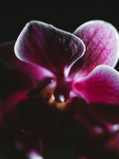Free Close-up macro shot of a vibrant pink orchid against a dark background, highlighting delicate details. Stock Photo