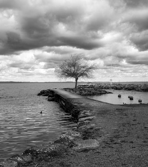 Solitary Tree on Shore