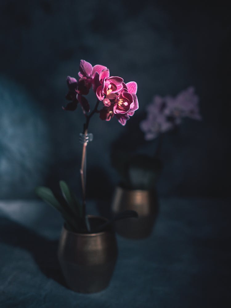 Orchid Flower In Vase On Dark Background