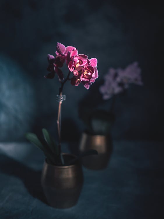 Top View Of Orchid Flowers In Pot Isolated On Black Background Stock Photo,  Picture and Royalty Free Image. Image 58282184.