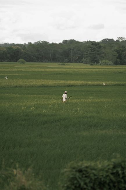 A solitary farmer working in a green rice field in rural Jakarta, Indonesia.