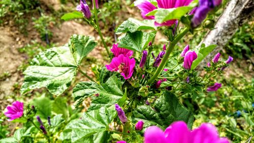 Free A Bee in Flowers... Stock Photo