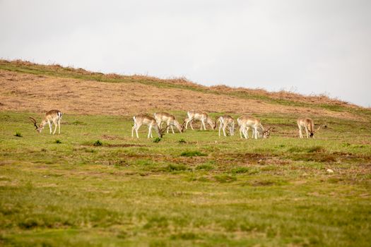 A herd of fallow deer grazes peacefully on the rolling grasslands of rural Leicester, England.