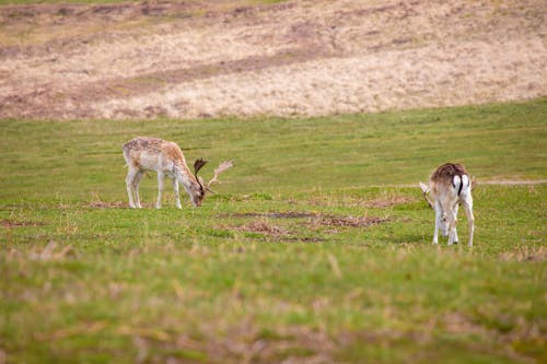 농촌의, 동물 사진, 사슴의 무료 스톡 사진