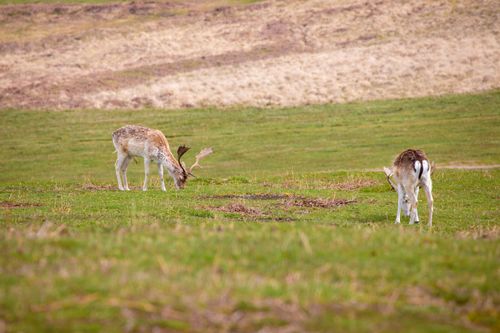 Free Two deer grazing peacefully in a serene grassland setting, captured in stunning detail. Stock Photo