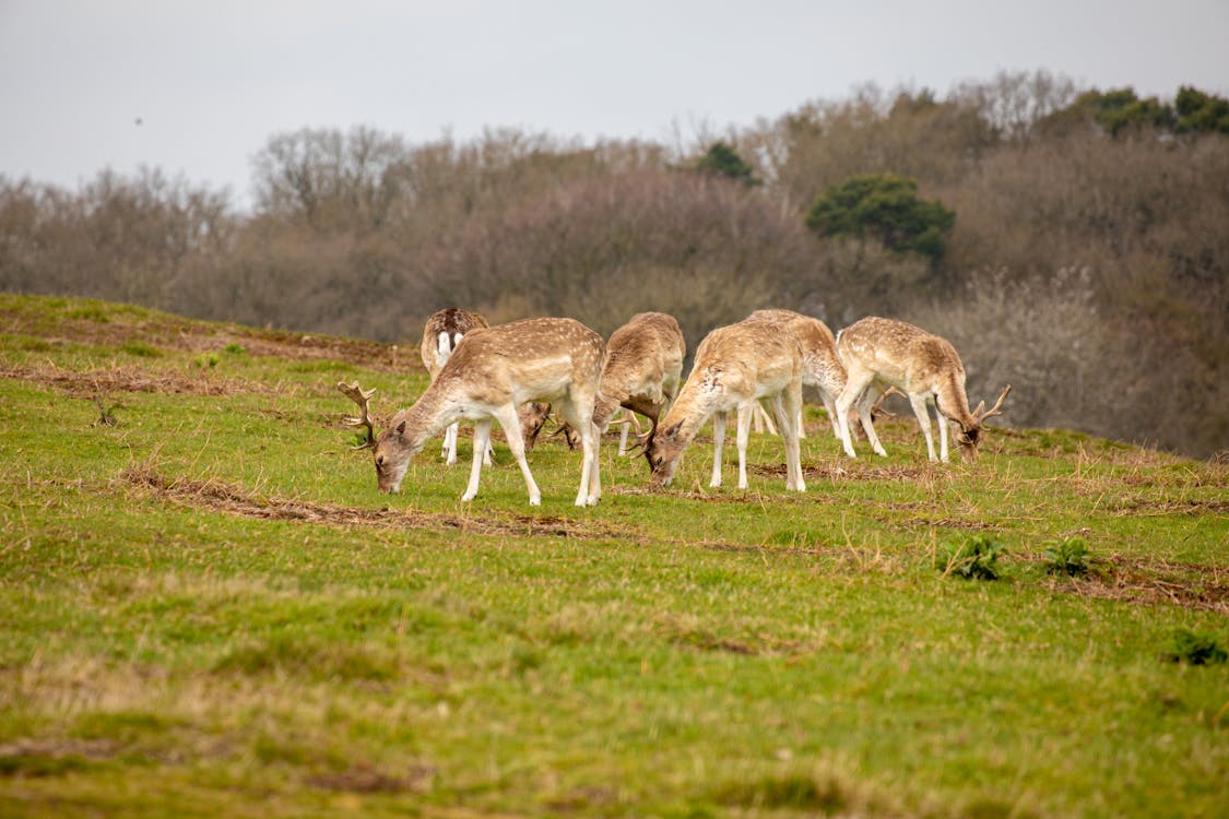 Deer Eating Grass