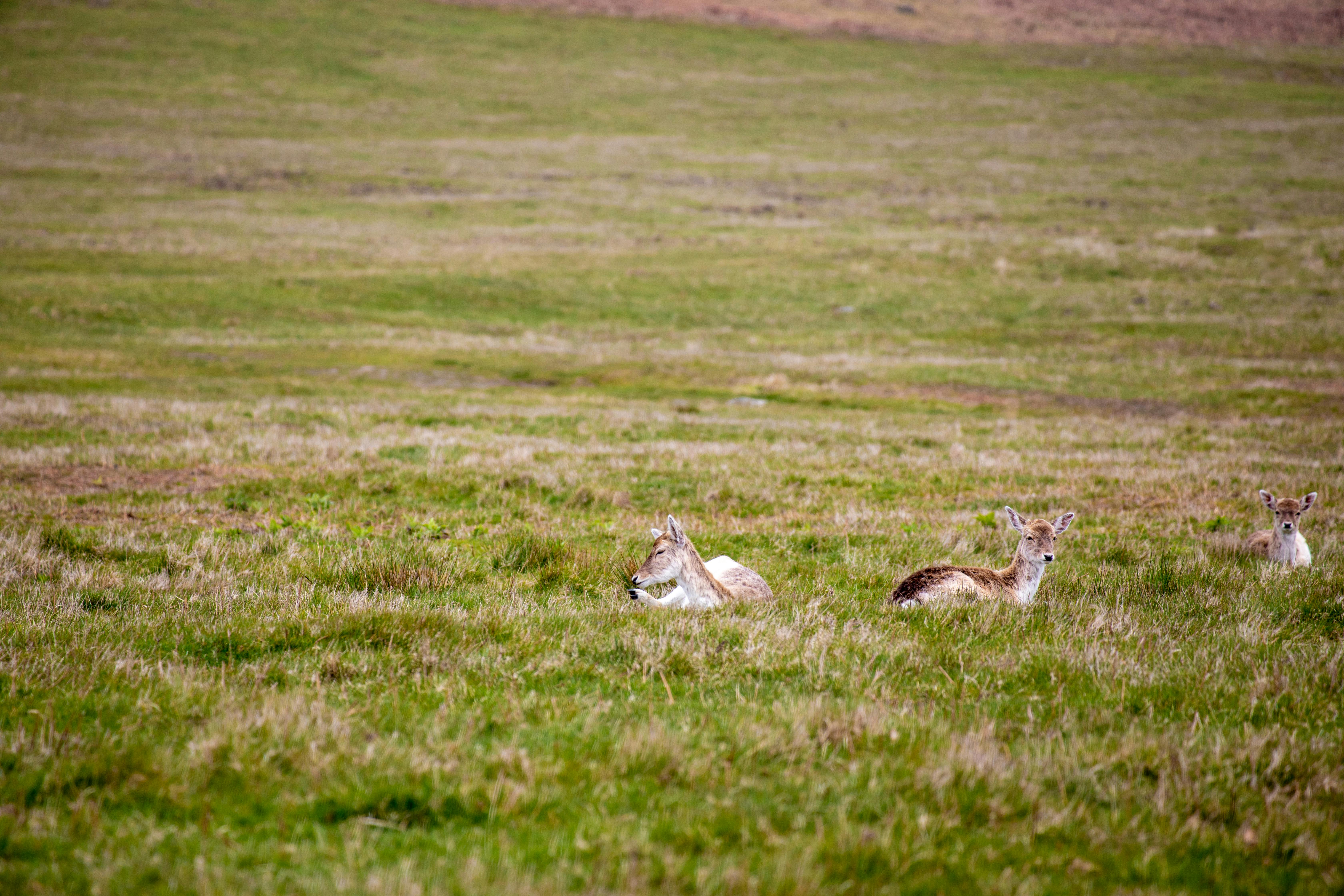 grátis Foto profissional grátis de adular, ambiente natural, animais selvagens Foto profissional