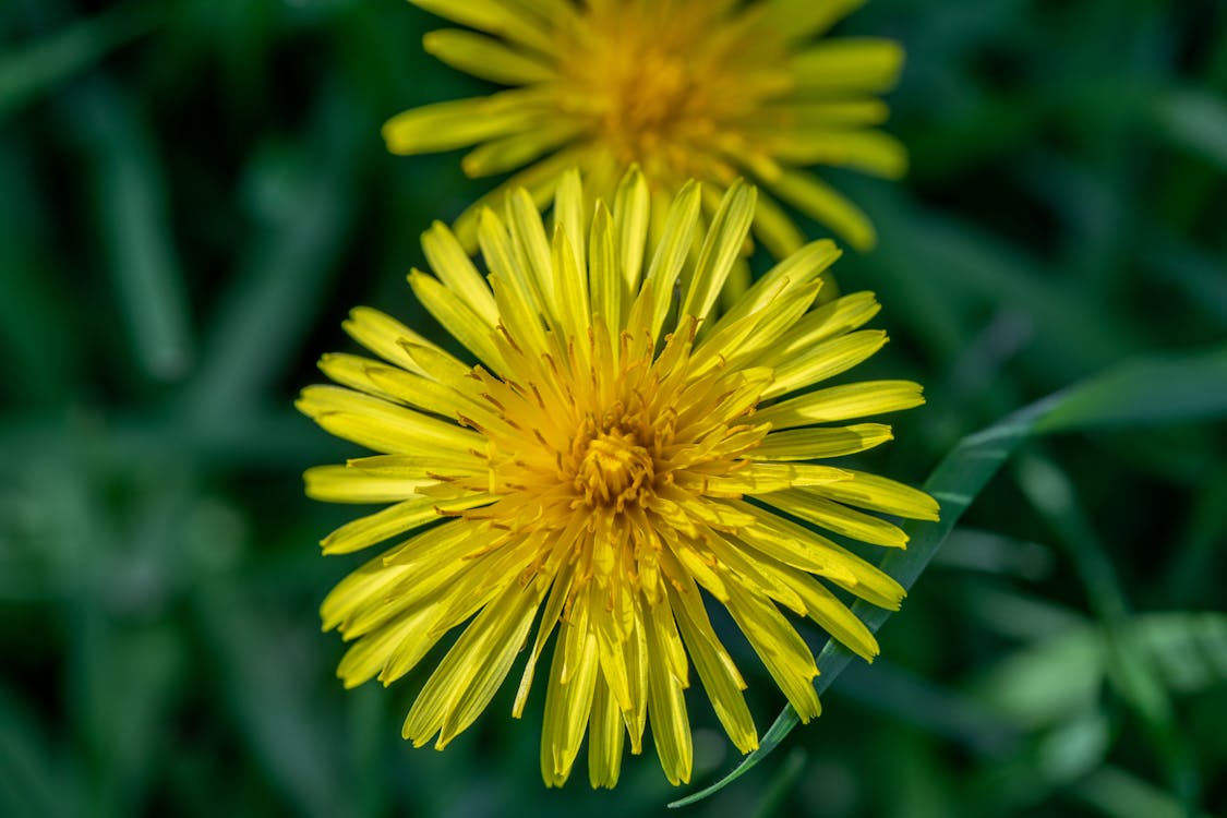 dandelion