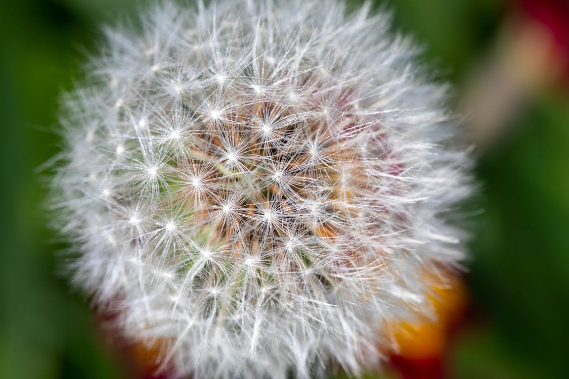 dandelion