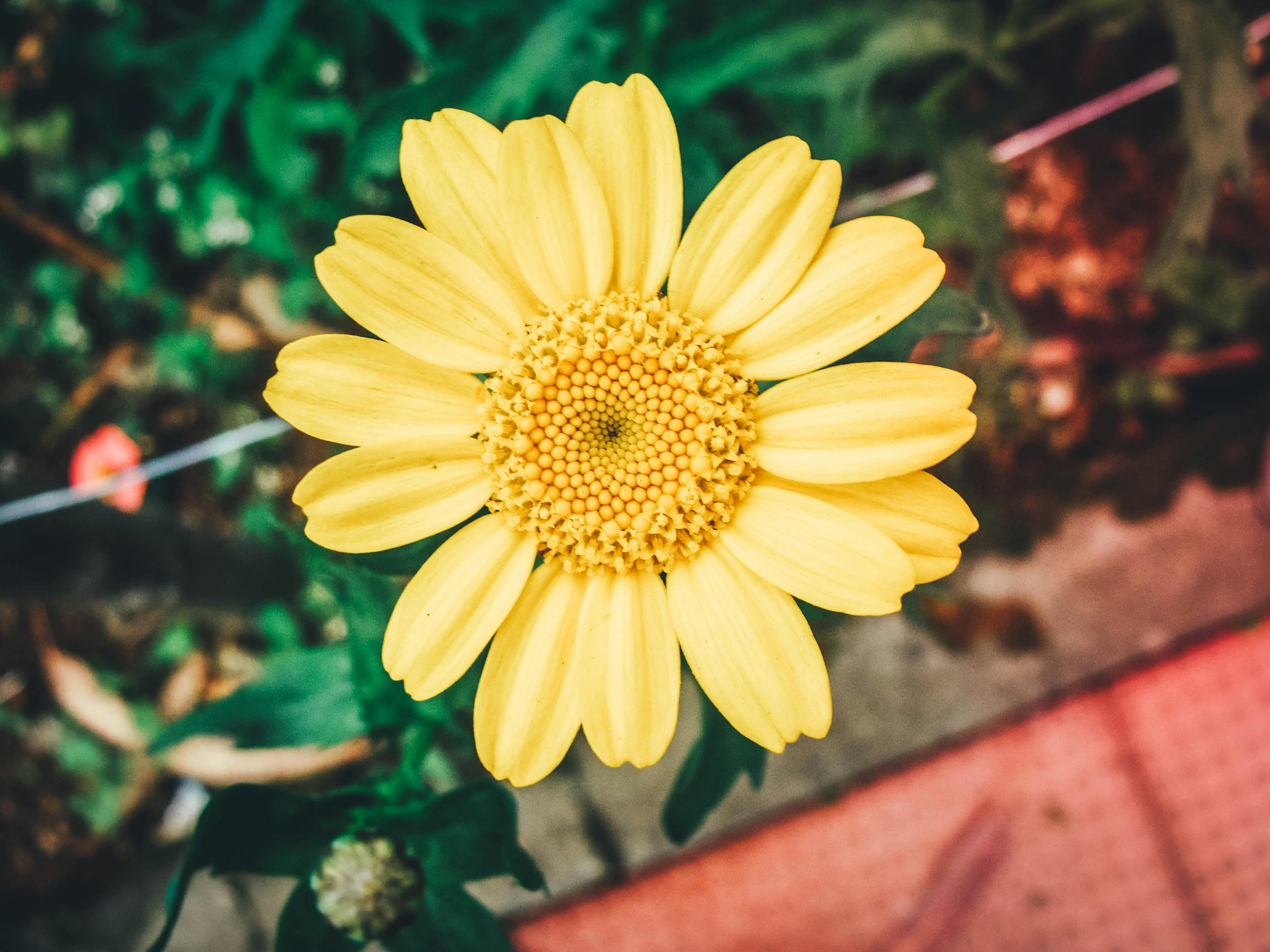 カラフルな花 夏の花 美しい花の無料の写真素材