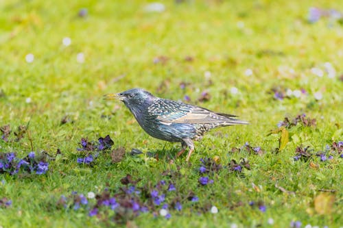 Gratis stockfoto met aarde, dierenfotografie, gemeenschappelijke spreeuw