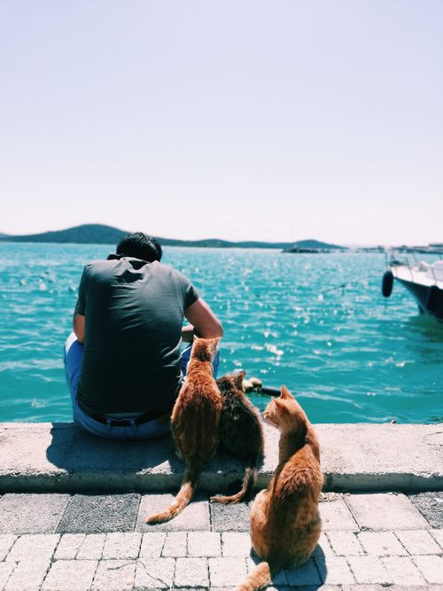 Free A man and three cats sitting by the Balıkesir coast under the sun. Stock Photo