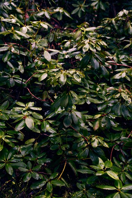 Captivating close-up of lush green Rhododendron leaves after rainfall, showcasing nature's beauty.