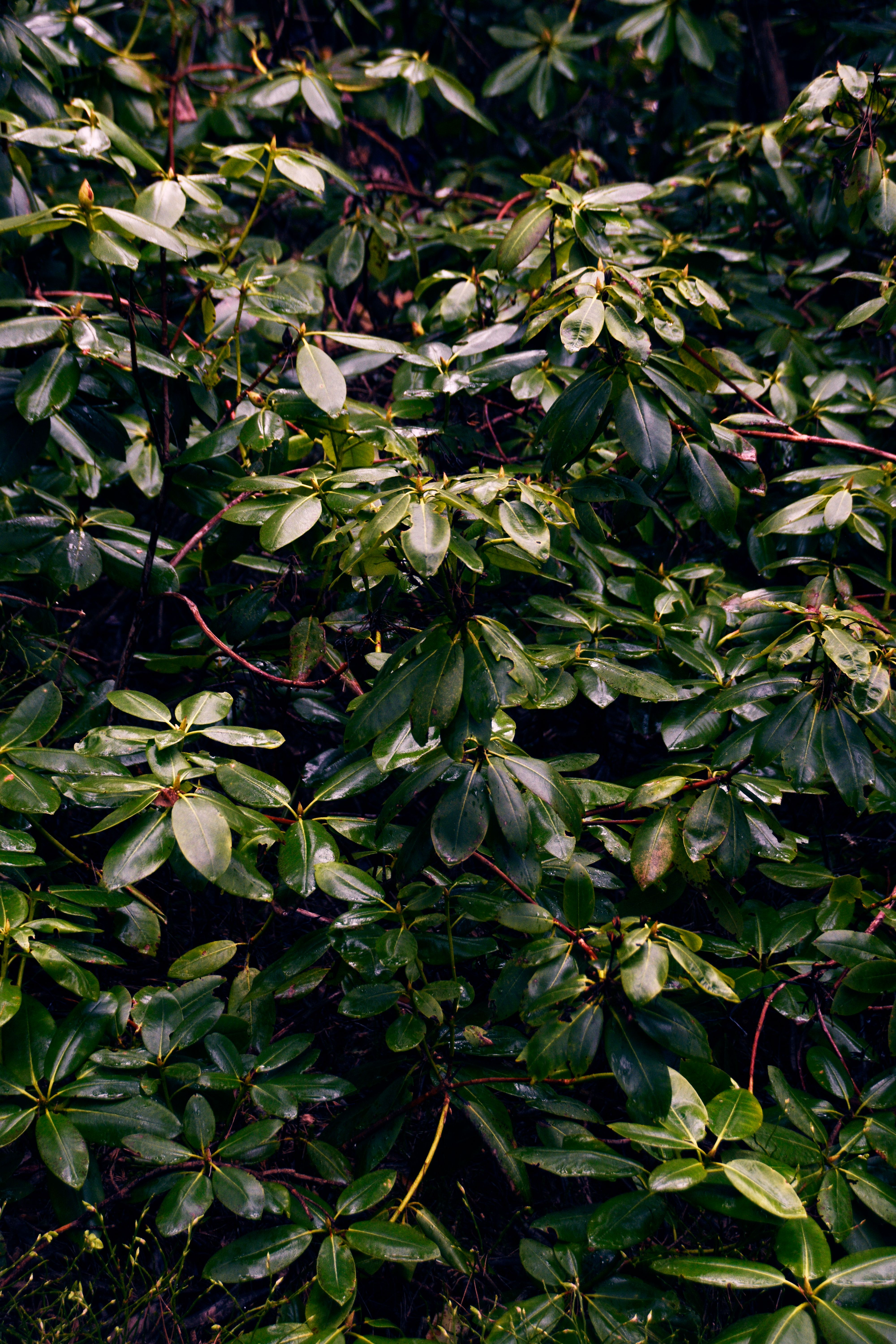 bezplatná Základová fotografie zdarma na téma biodiverzity, botanický, bujný Základová fotografie