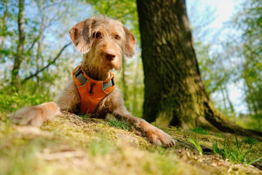 Dog near Tree
