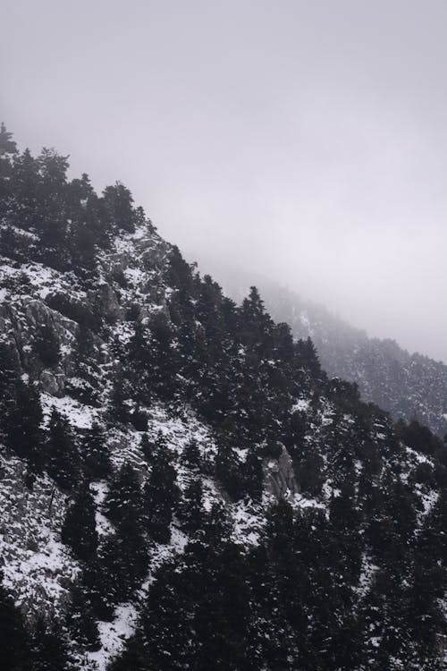 Aerial Photography Of Trees At The Mountain