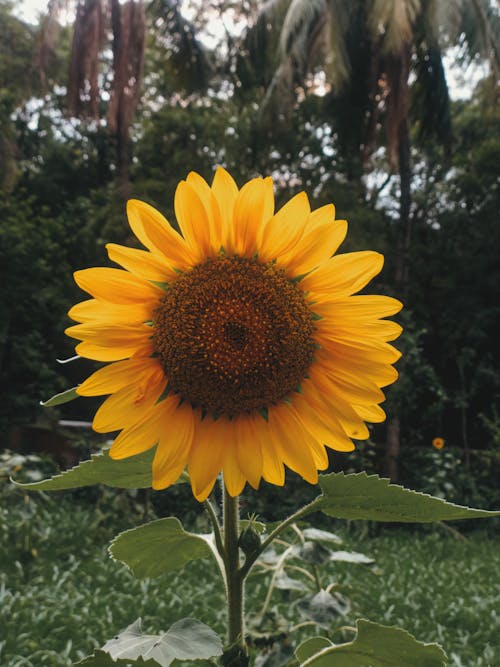 Close up of Sunflower