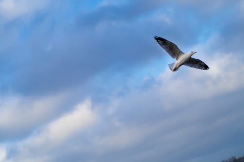 免费 海鸥飞过天空的照片 素材图片