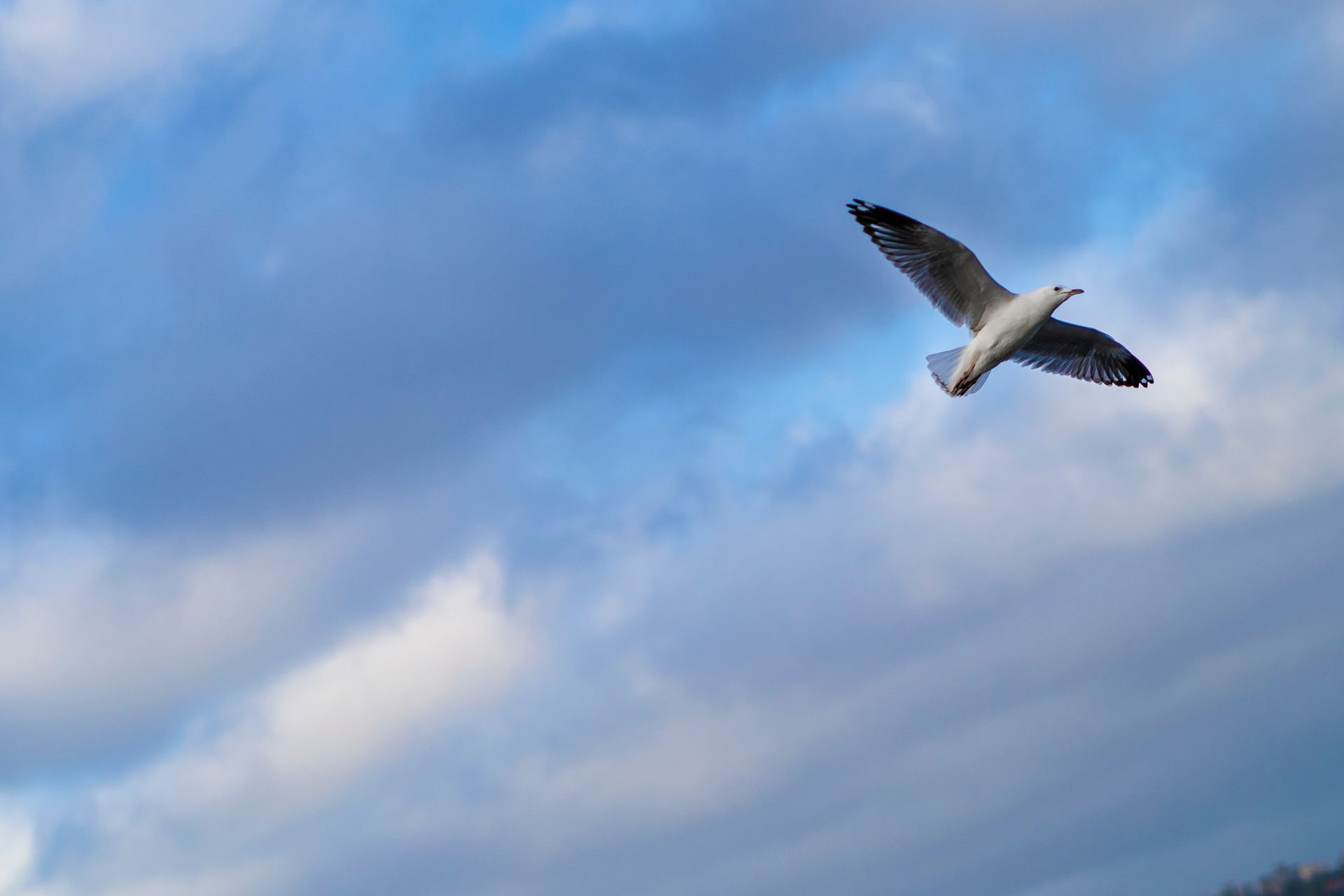 A seagull soaring gracefully in a partly cloudy sky, symbolizing freedom and grace.