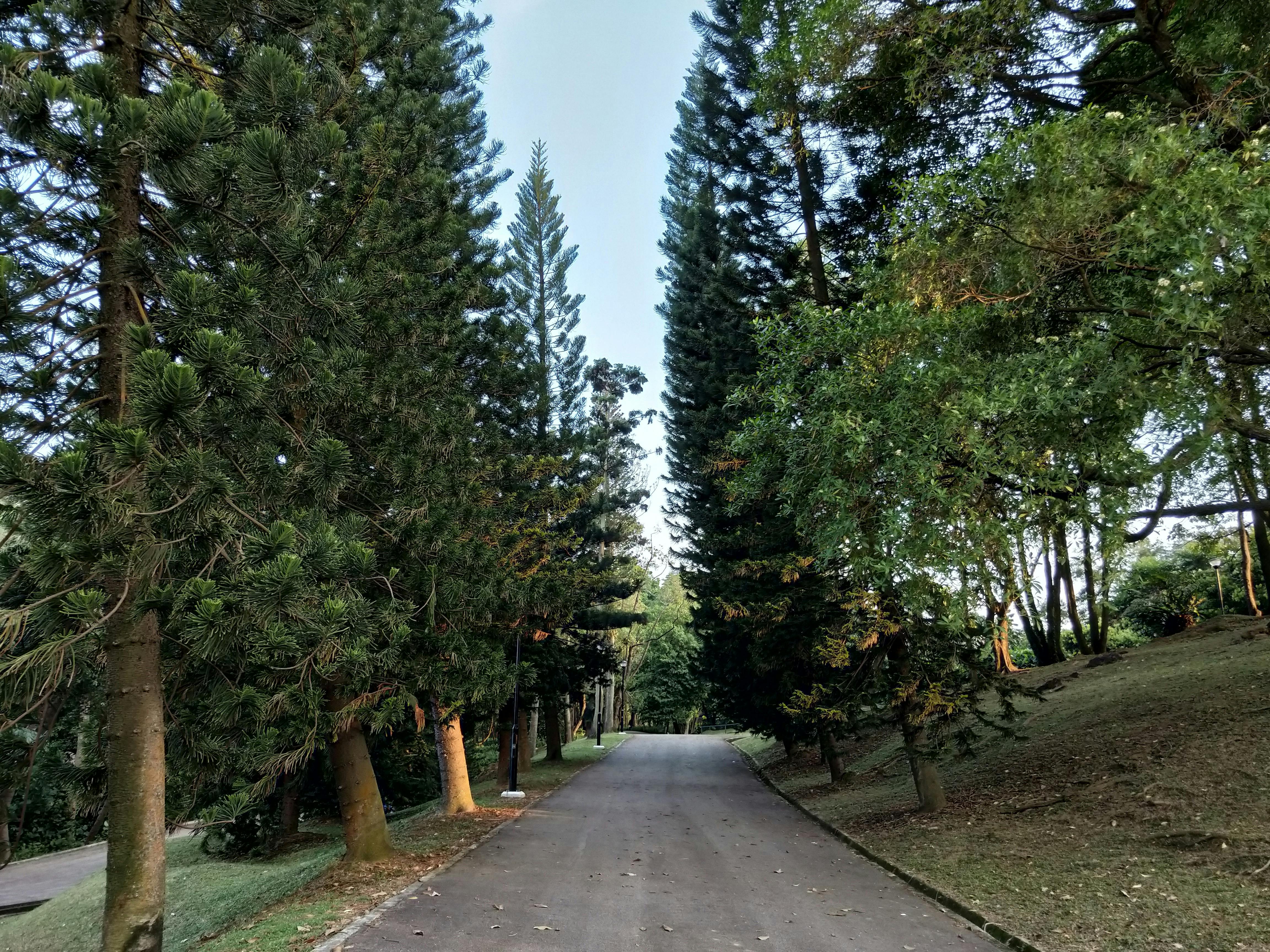 Free stock photo of kent ridge park