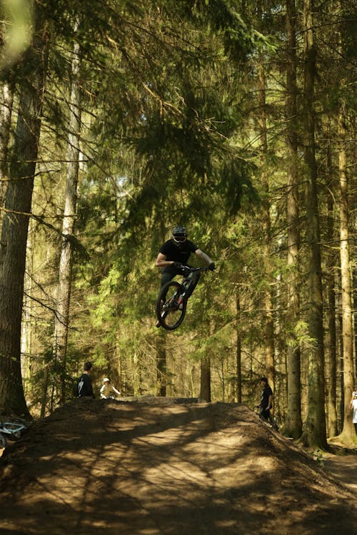 Immagine gratuita di acrobazie, alberi, foresta