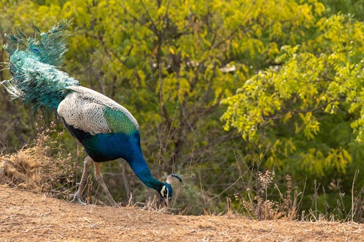 भारत का राष्ट्रीय पक्षी
