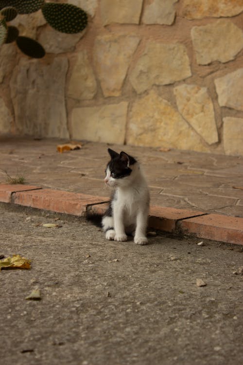 Kitten on Ground