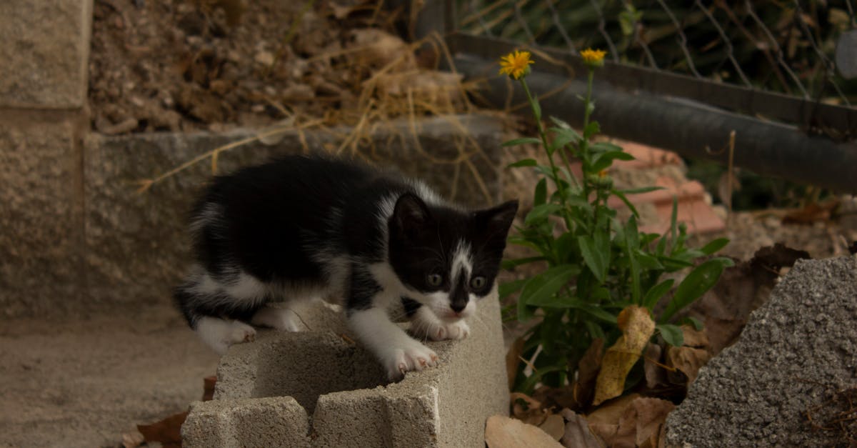 A kitten is walking on top of a cement block