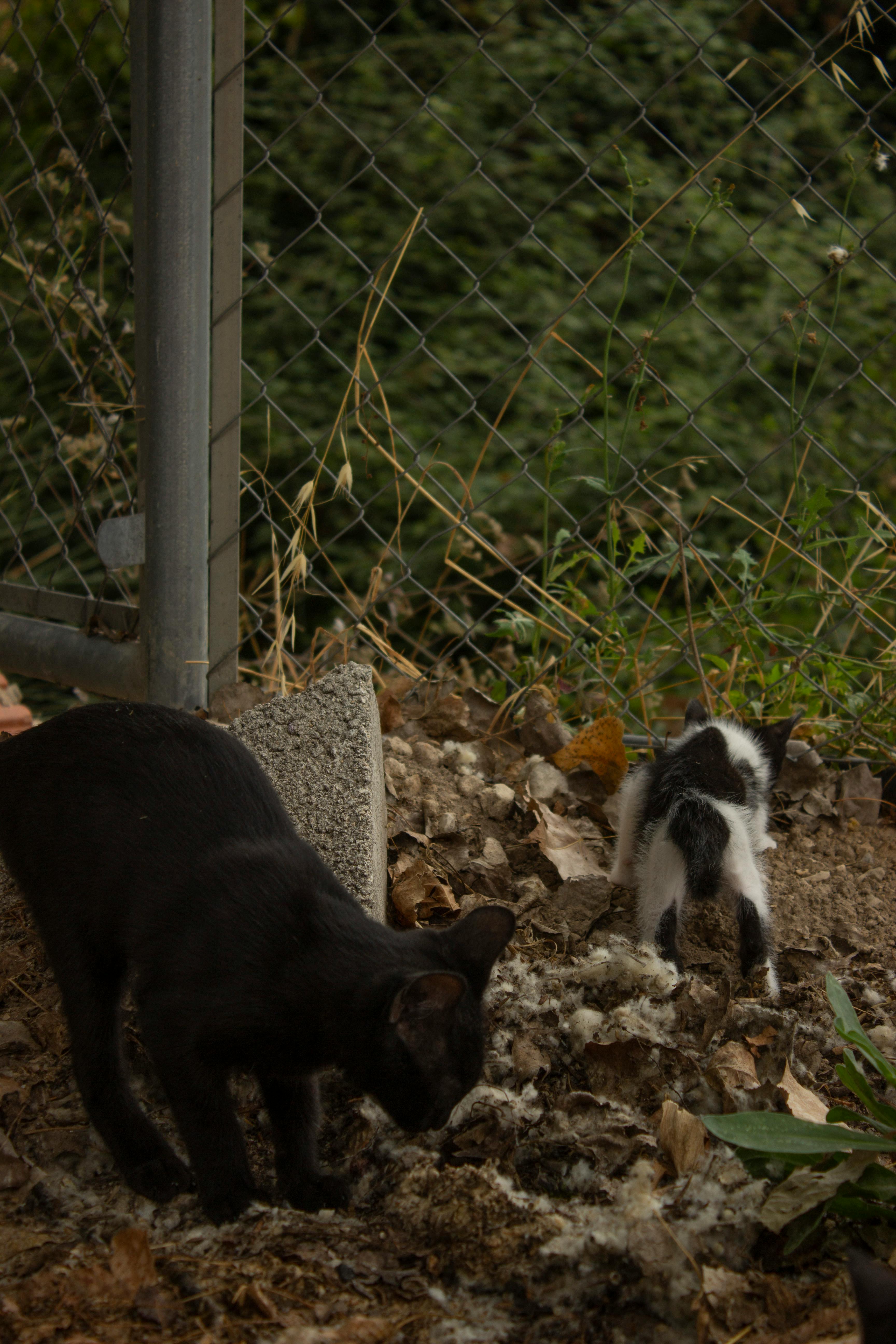 Katzen und Gerüche