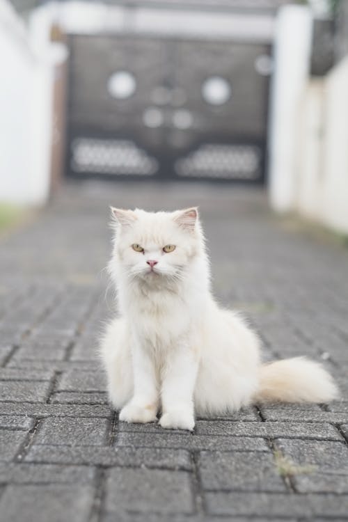 動物, 坐, 垂直拍摄 的 免费素材图片