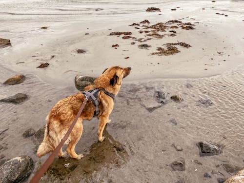 Free stock photo of beach, dog, ocean