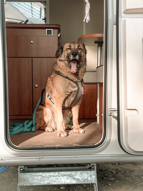 Free stock photo of camper, camping, dog