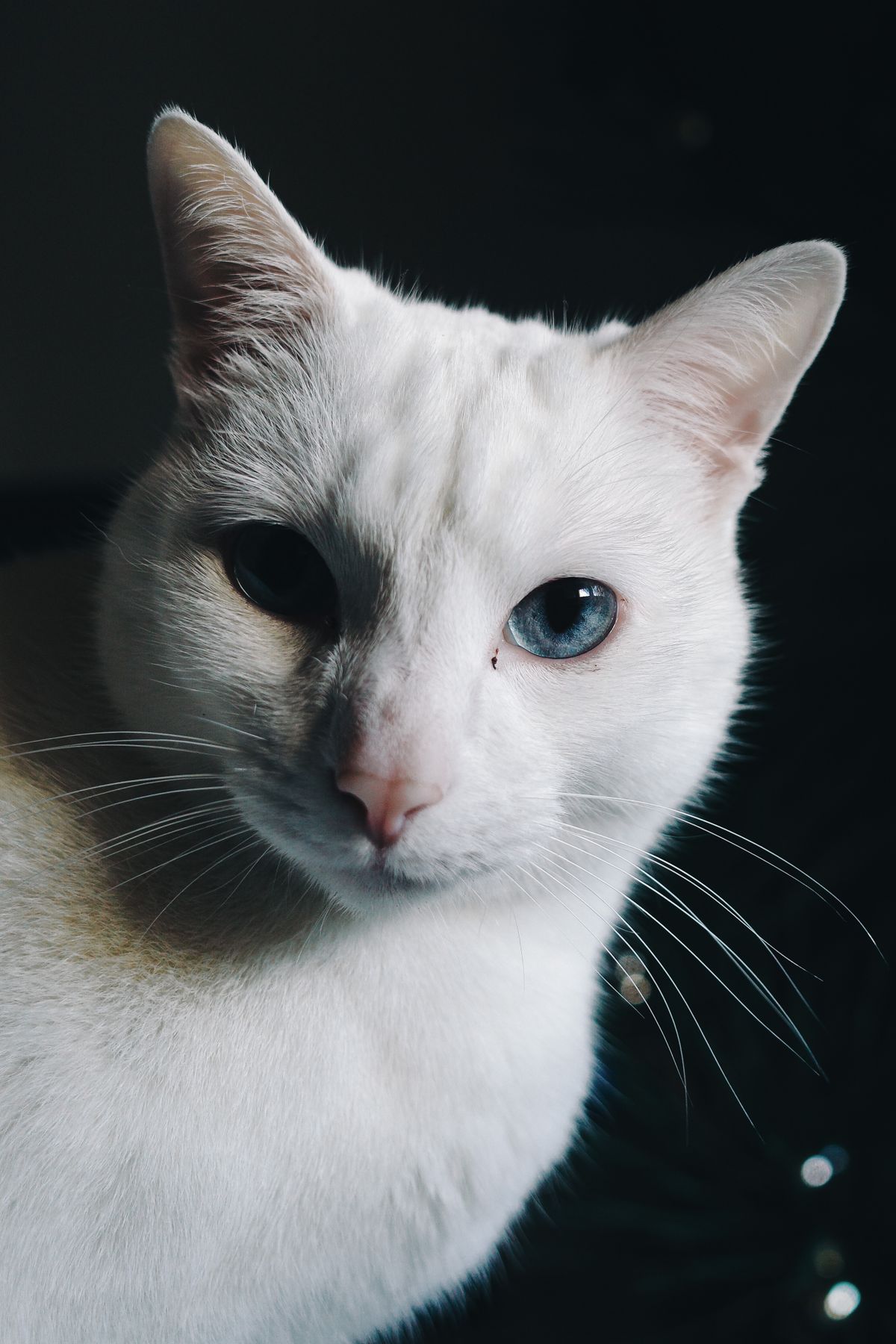 Close Up Photo of a White Cat · Free Stock Photo