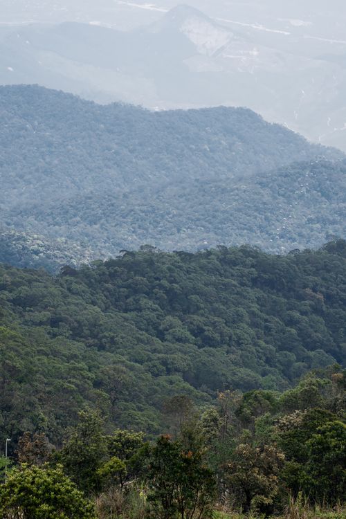 Free Aerial view of dense forest hills covered in mist, showcasing lush greenery and serene landscape. Stock Photo