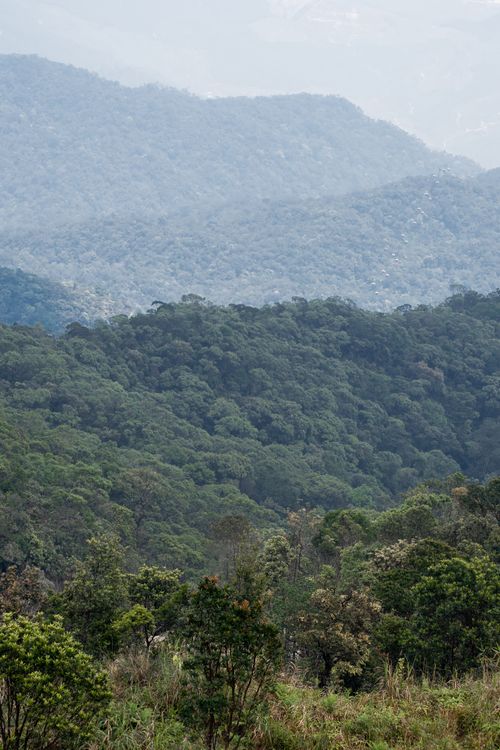 Free Aerial view of lush green forest hills showcasing nature's vastness and beauty. Stock Photo