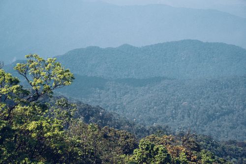 Free Tranquil forest with lush greenery and distant mountain ranges under a misty sky. Stock Photo
