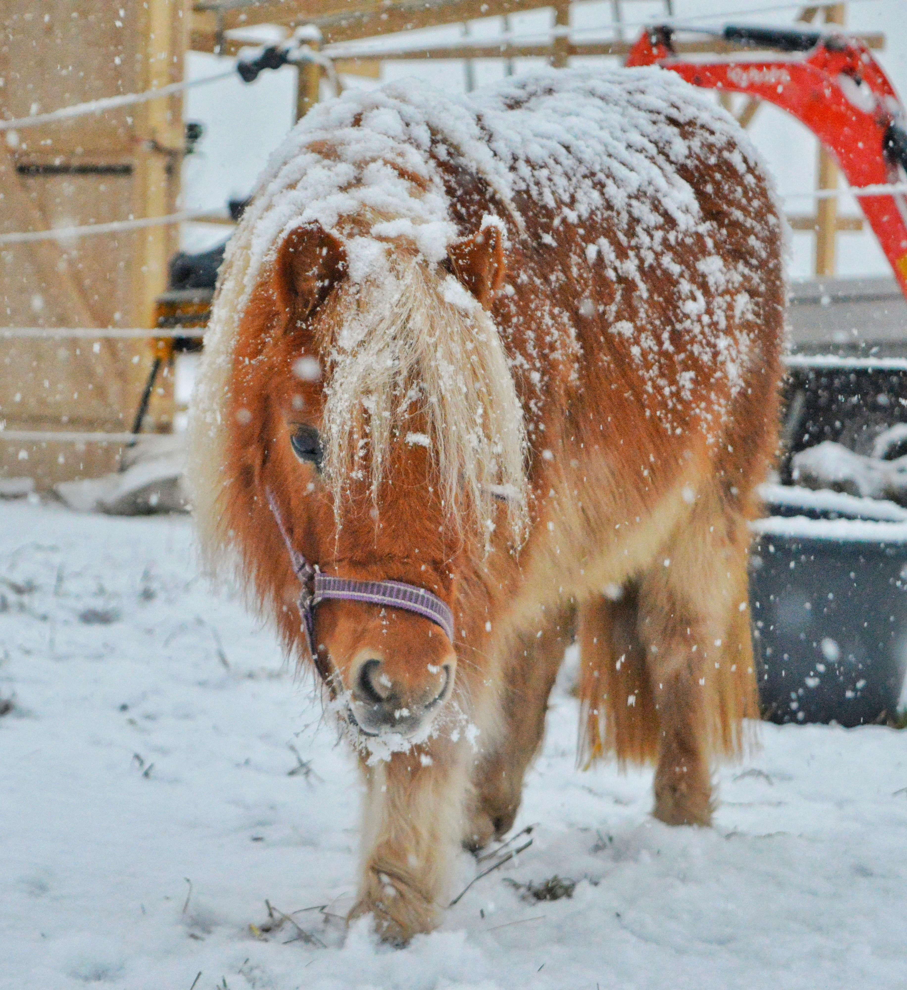 A Shetland pony stands in a snowy field, covered in snowflakes, embodying the winter season.