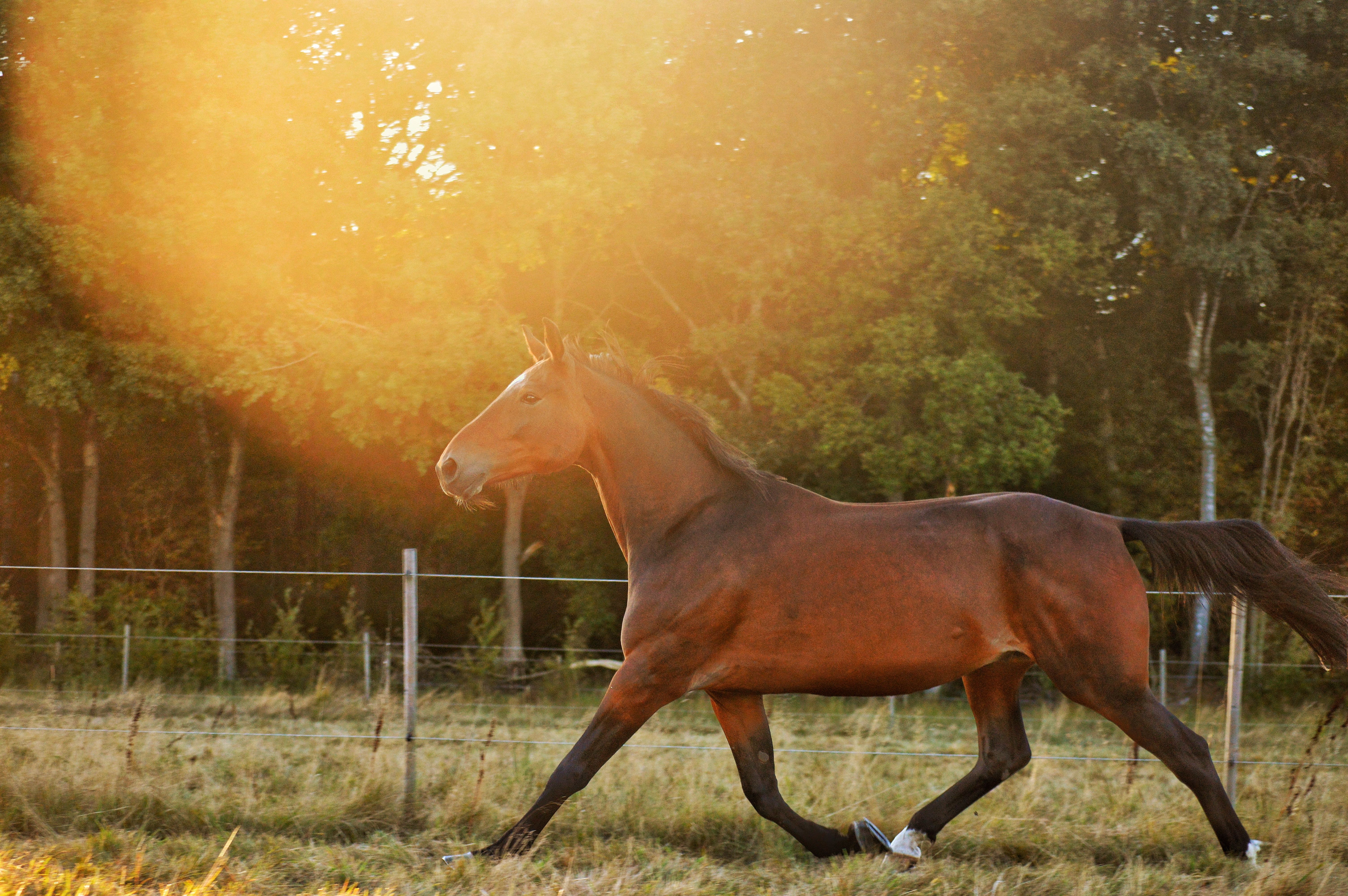 Horse Galloping Freely With Sound Joints