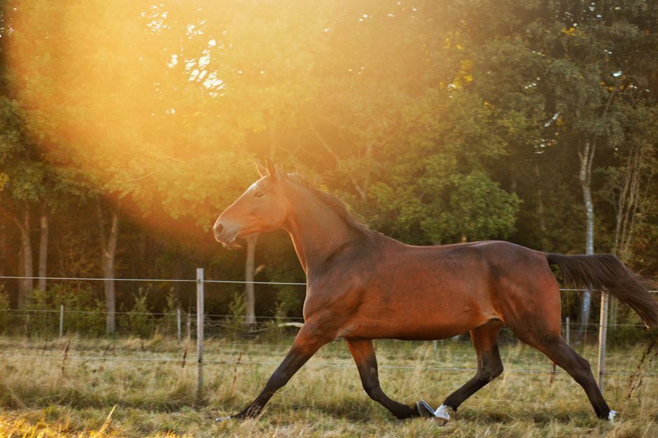 Horse Galloping Freely With Sound Joints Horse Galloping Freely With Sound Joints