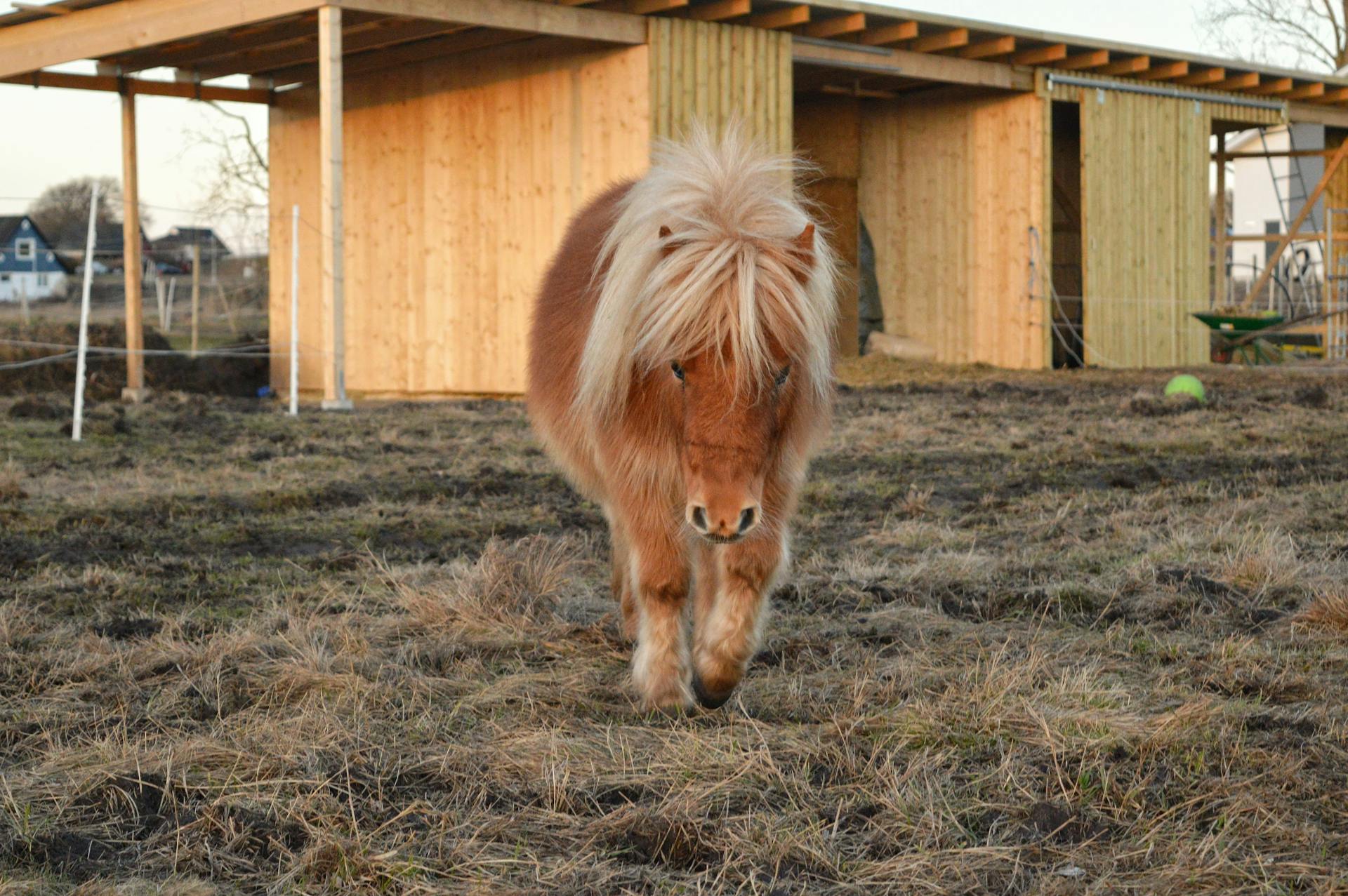 Shetland Pony on the Grass by a Shed