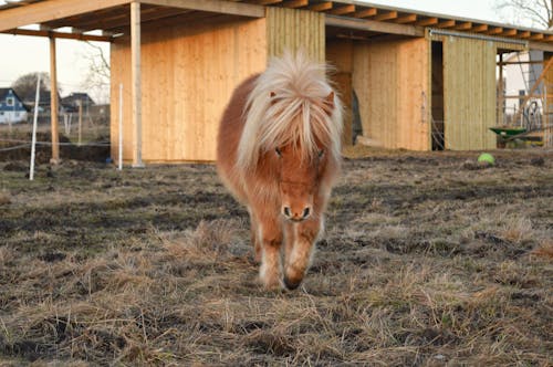Free A charming Shetland pony walking on a grassy field near a rustic barn. Stock Photo