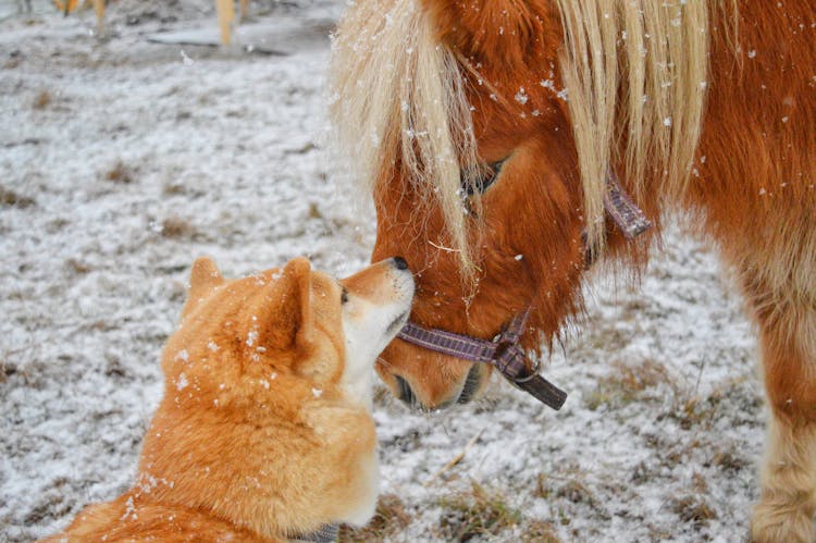 Dog And Horse In Snow